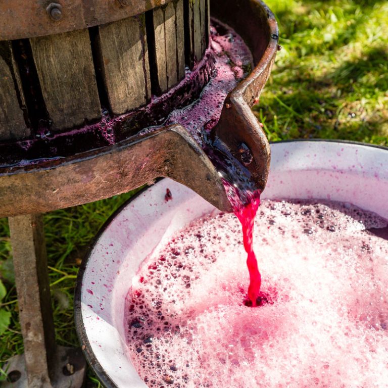 Grape juice flows into a basin outside the wine press