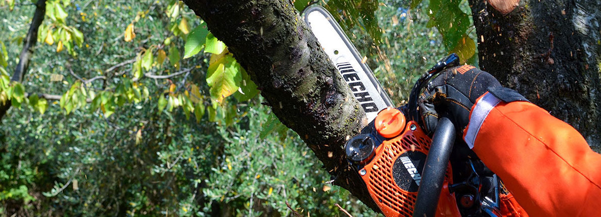 chainsaws-for-pruning