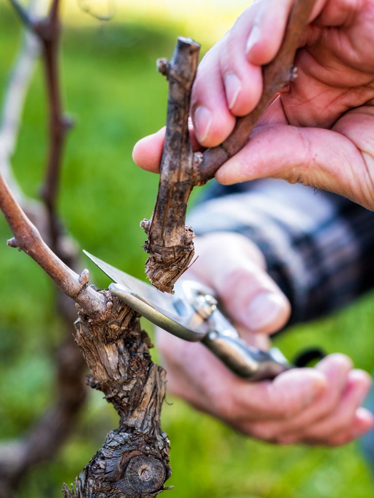 An operator dealing with the pruning of a vineyard.