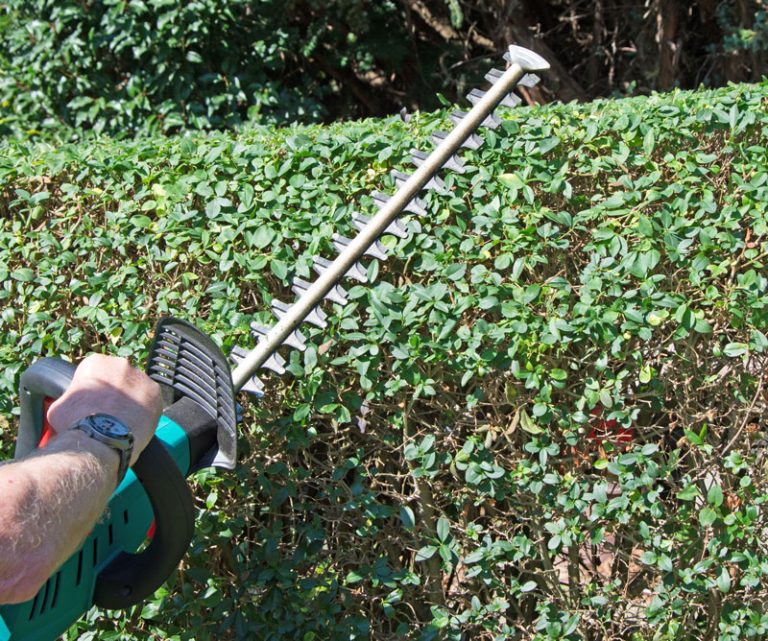 A hedge trimmer in use while operating on a hedge.
