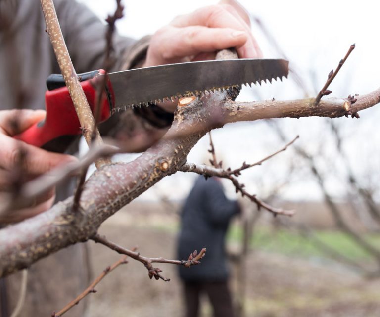 An operator while using pruning shears.