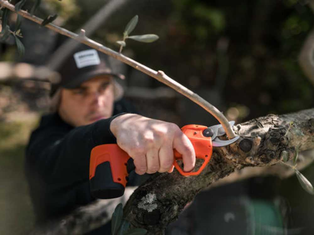 Pruners and pruning scissors: which one to chose?